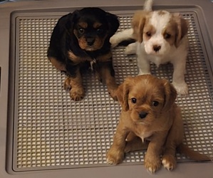 Cavalier King Charles Spaniel Puppy for Sale in JOSHUA TREE, California USA