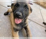 Small Photo #4 Belgian Malinois Puppy For Sale in PALMDALE, CA, USA
