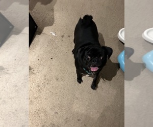 Pug Puppy for sale in PORTER, TX, USA