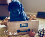 Puppy Shania Goldendoodle