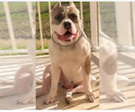 Small Photo #4 American Pit Bull Terrier Puppy For Sale in HIALEAH, FL, USA
