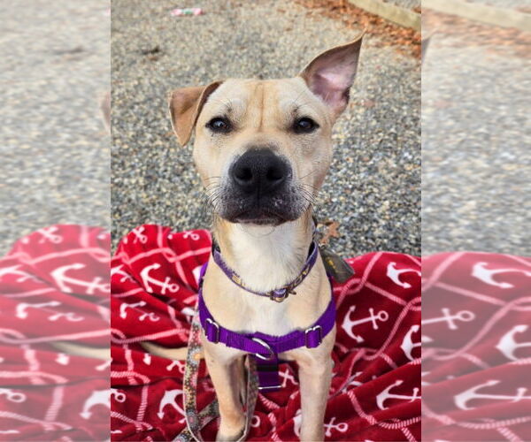 Medium Photo #2 Shepradors Puppy For Sale in Sayreville, NJ, NJ, USA