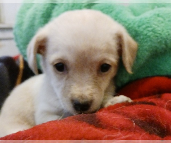 Medium Photo #1 Rat-Cha Puppy For Sale in MODESTO, CA, USA