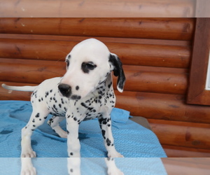 Dalmatian Puppy for sale in BLMGTN, IN, USA