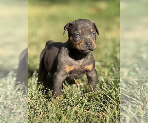 Medium Photo #62 Catahoula Leopard Dog Puppy For Sale in BUSHNELL, IL, USA
