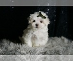 Small #1 Maltese