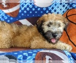 Small #4 Soft Coated Wheaten Terrier