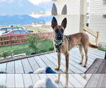 Small German Shepherd Dog Mix