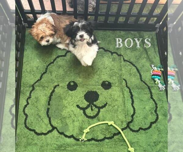 Medium Photo #6 Japanese Chin-Shorkie Tzu Mix Puppy For Sale in FALL CREEK, WI, USA