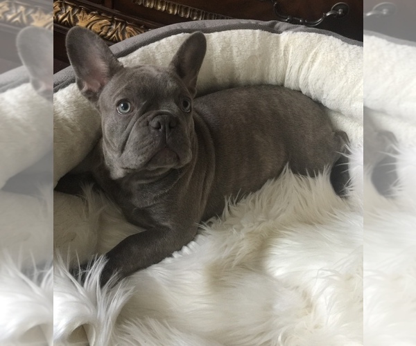 Medium Photo #3 French Bulldog Puppy For Sale in NORCO, CA, USA