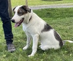 Small #1 Australian Cattle Dog-Great Pyrenees Mix