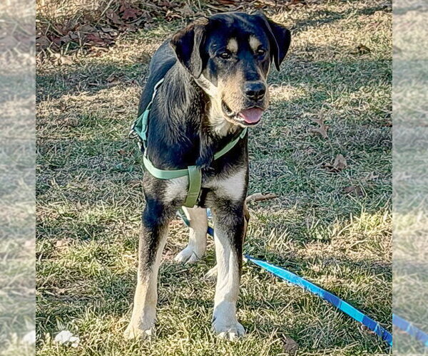 Medium Photo #2 Rottweiler-Unknown Mix Puppy For Sale in Huntley, IL, USA