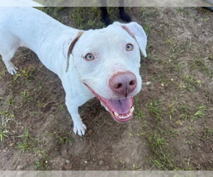 HERMAN - Male Catahoula Leopard Dog-Unknown Mix Dog for Adoption - Photo #2