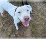 Small #1 Catahoula Leopard Dog Mix
