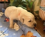 Puppy Puppy 3 Orange Golden Retriever