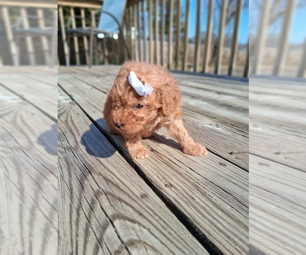 Medium Photo #19 Goldendoodle (Miniature) Puppy For Sale in GASTONIA, NC, USA