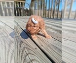 Small Photo #20 Goldendoodle (Miniature) Puppy For Sale in GASTONIA, NC, USA