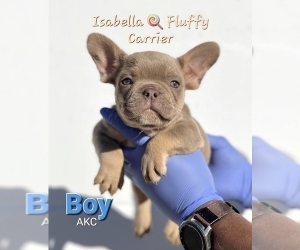 Medium Photo #4 French Bulldog Puppy For Sale in MOUNT VERNON, AL, USA