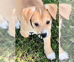 Small #2 Mutt