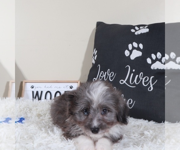 Medium Photo #3 Aussiedoodle Toy Puppy For Sale in MOUNT VERNON, OH, USA