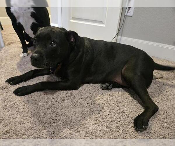 Medium Photo #1 American Staffordshire Terrier-Unknown Mix Puppy For Sale in San Antonio, TX, USA