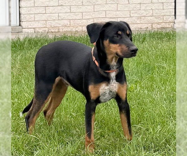 Medium Photo #2 Labrador Retriever-Unknown Mix Puppy For Sale in Genesee, WI, USA