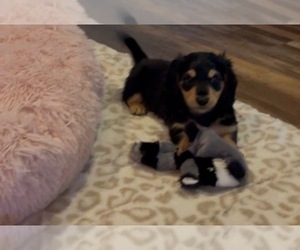 Dachshund Puppy for sale in GUTHRIE, KY, USA