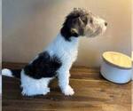 Small #3 Wire Fox Terrier