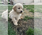 Small #4 Golden Retriever