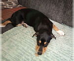 Small #6 Mutt
