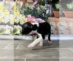 Small Photo #5 Boston Terrier Puppy For Sale in EWING, KY, USA