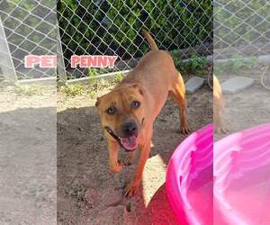 Black Mouth Cur-Unknown Mix Dogs for adoption in Melrose, FL, USA