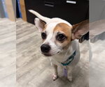 Small #3 Jack Chi