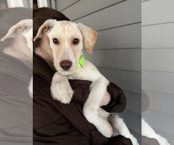 Medium Photo #8 Labrador Retriever-Unknown Mix Puppy For Sale in Virginia Beach, VA, USA