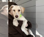 Small #7 Labrador Retriever Mix