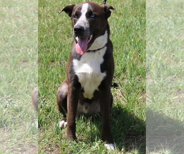 Medium Photo #3 Australian Shepherd-German Shepherd Dog Mix Puppy For Sale in Bandera, TX, USA