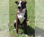 Small #2 Australian Shepherd-German Shepherd Dog Mix