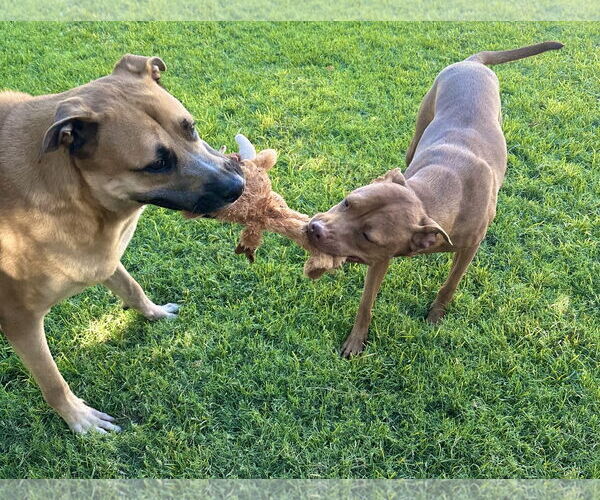 Medium Photo #4 American Pit Bull Terrier-Labrador Retriever Mix Puppy For Sale in Phoenix, AZ, USA