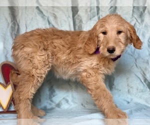 Goldendoodle Puppy for sale in LANCASTER, PA, USA