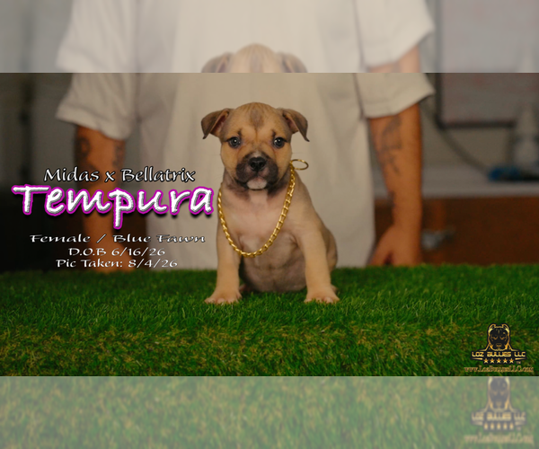 Medium Photo #2 American Bully Puppy For Sale in GREELEY, CO, USA