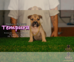 Small #1 American Bully