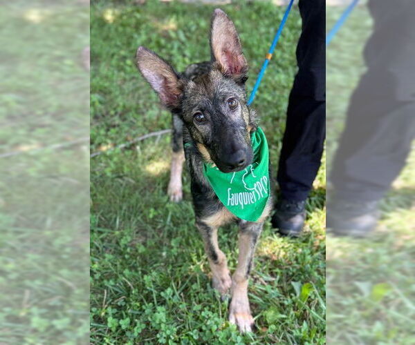 Medium Photo #1 Mutt Puppy For Sale in Warrenton, VA, USA