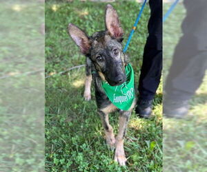 Mutt Dogs for adoption in Warrenton, VA, USA