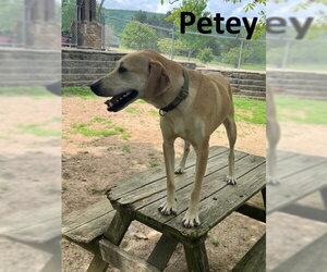Petey - Male Coonhound-Unknown Mix Dog for Adoption - Photo #3