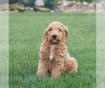 Small #3 Goldendoodle