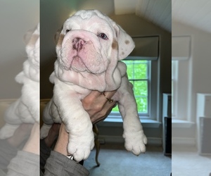 Bulldog Puppy for Sale in PHILADELPHIA, Pennsylvania USA