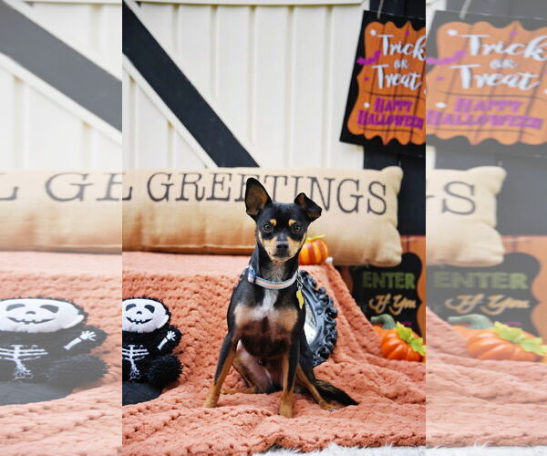 Medium Photo #5 Chipin Puppy For Sale in Sandy, UT, USA