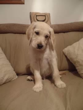 Medium Photo #1 Goldendoodle Puppy For Sale in CLINTON, OH, USA