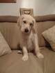 Small Photo #1 Goldendoodle Puppy For Sale in CLINTON, OH, USA