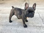 Small Photo #1 French Bulldog Puppy For Sale in WHITESTONE, NY, USA